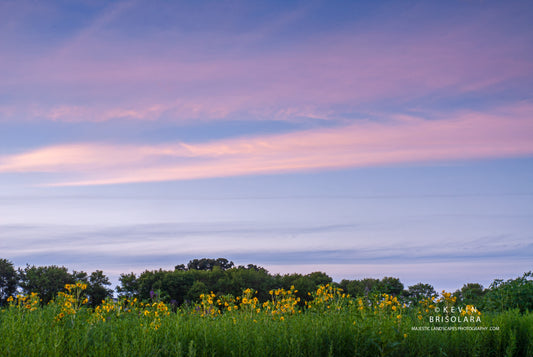 WILDFLOWERS OF THE EVENING
