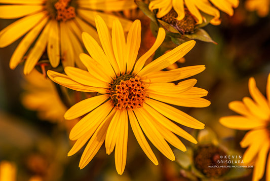 THE EVENING CUP PLANT FLOWER