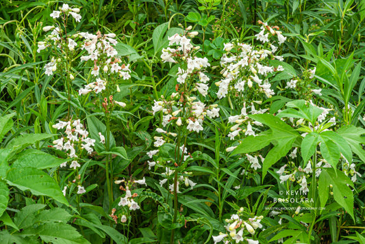 COLORING THE LANDSCAPE