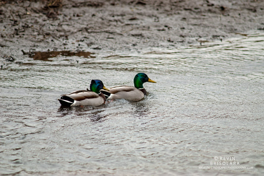AN AFTERNOON SWIM ON AN OVERCAST DAY