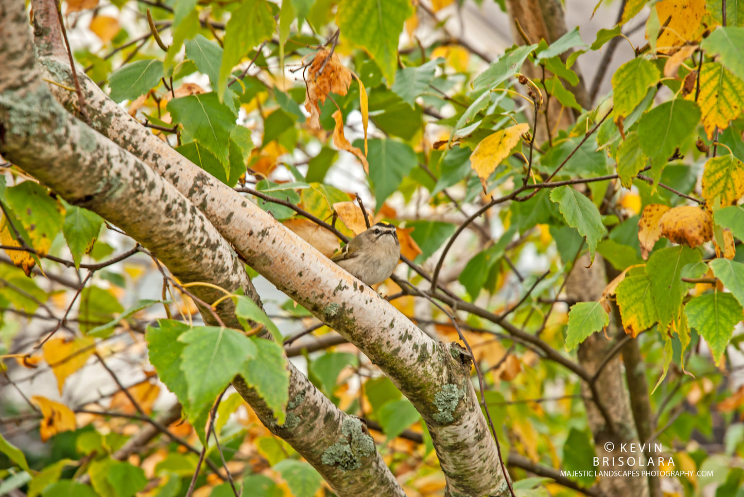 A MOMENT OF REST FOR THE KINGLET