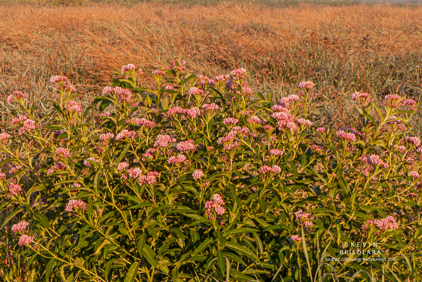 THE PARKS MILKWEED