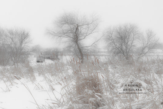 VIEWS OF A WINTER PRAIRIE