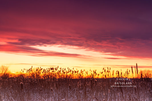 SUNSET CATTAILS FROM A WETLAND PRAIRIE