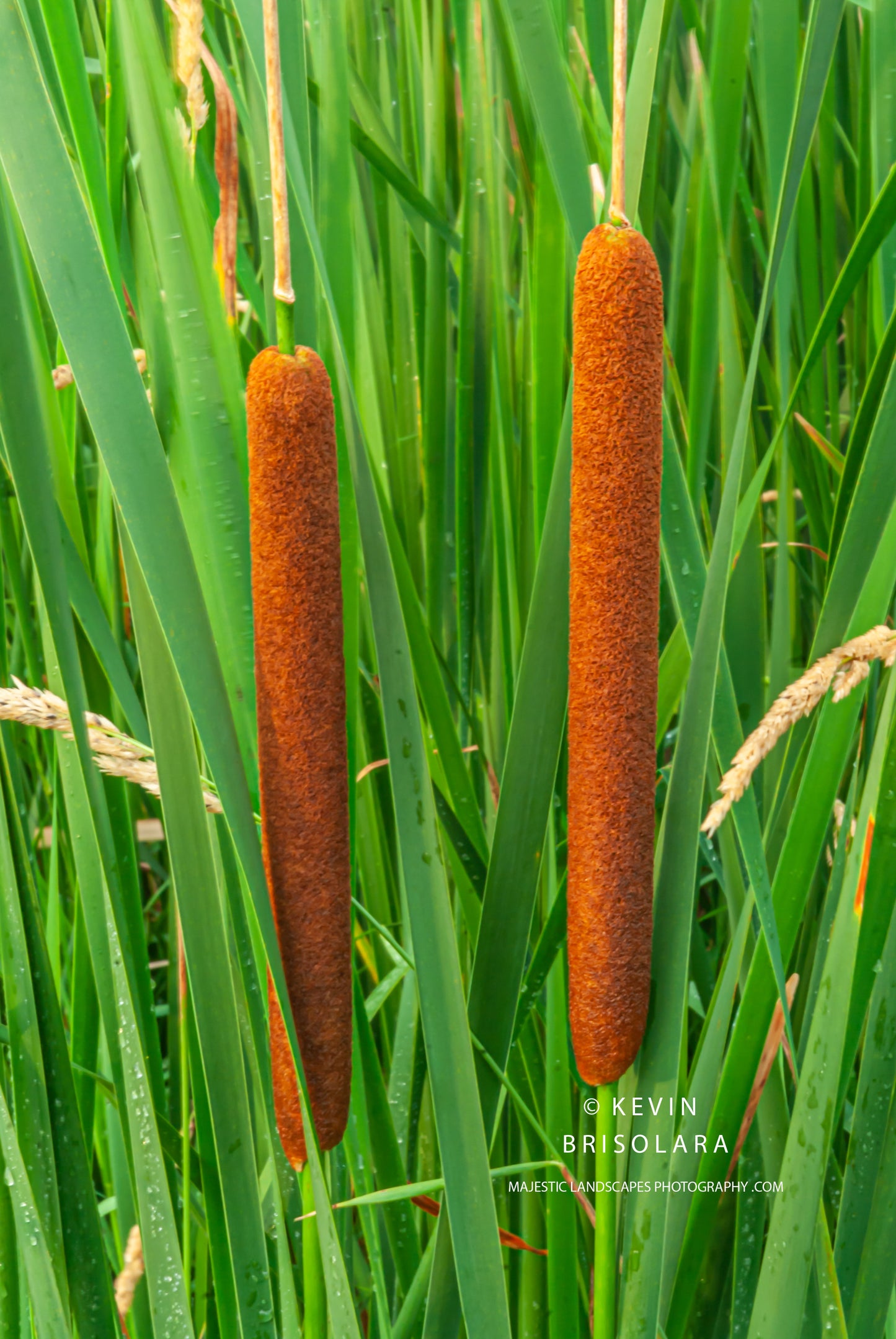 MARSH CATTAILS