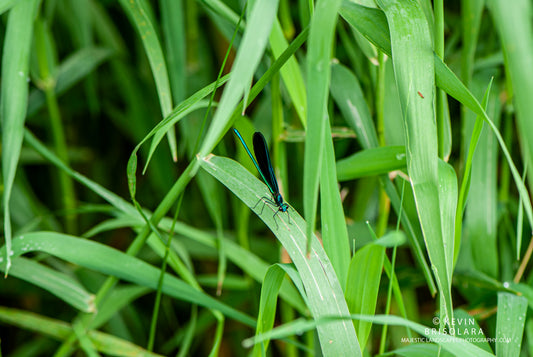 A SHADY PERCH FOR THE DAMSELFLY
