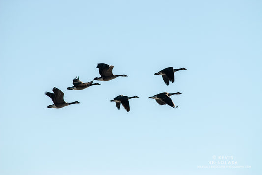 IN TIGHT FORMATION