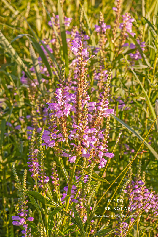 VIEWING WILDFLOWERS OF THE LANDSCAPE