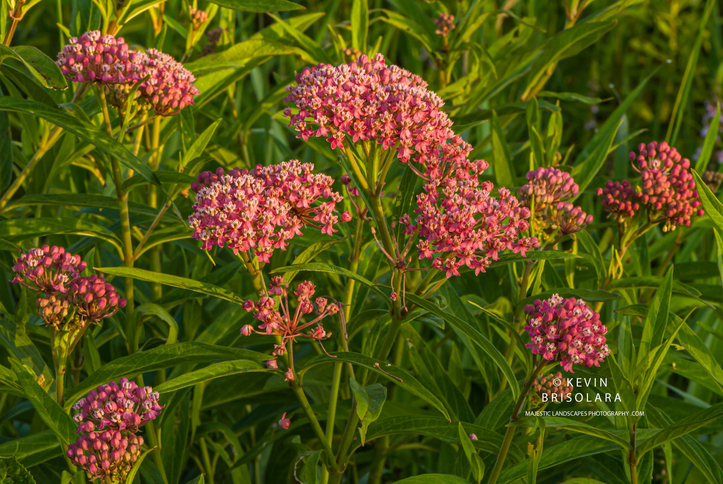 NOTE CARDS 460_46  SWAMP MILKWEED, WILDFLOWER PRAIRIE