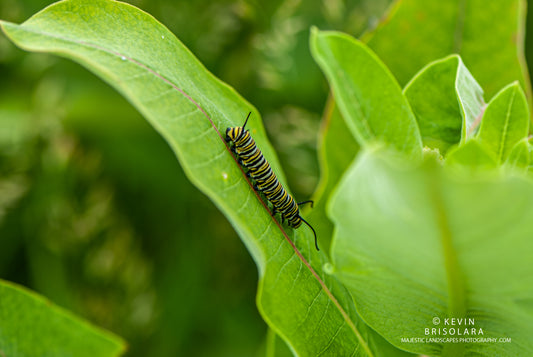 THE MILKWEED AND THE CATERPILLAR