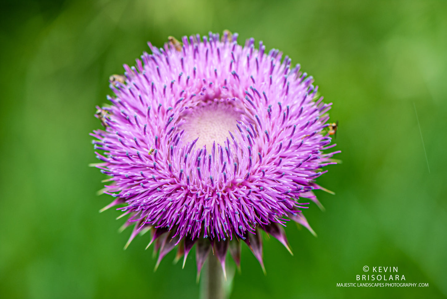 THE THISTLE OF THE PRAIRIE