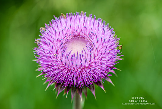 THE THISTLE OF THE PRAIRIE