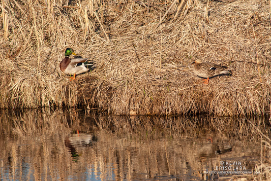 REFLECTIONS OF AN EARLY SPRING MORNING