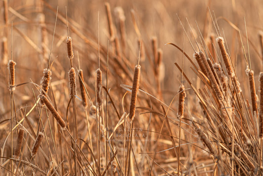 NOTE CARDS 397_61  CATTAILS, WILDFLOWER PRAIRIE