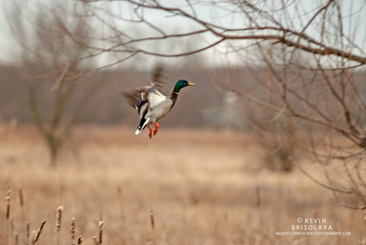 A MALLARD TAKES TO FLIGHT