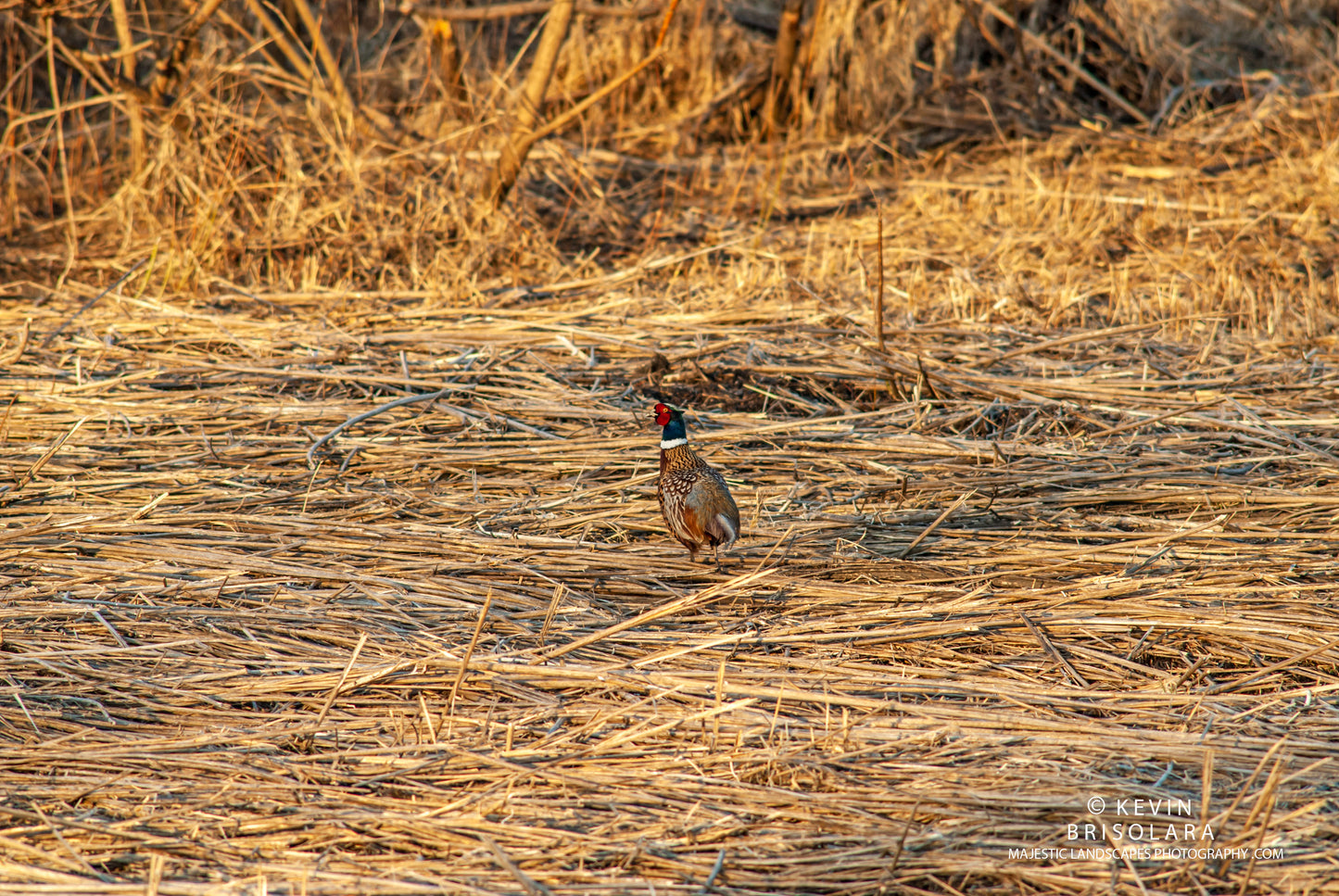 AN EARLY MORNING VIEW OF THE WILDLIFE