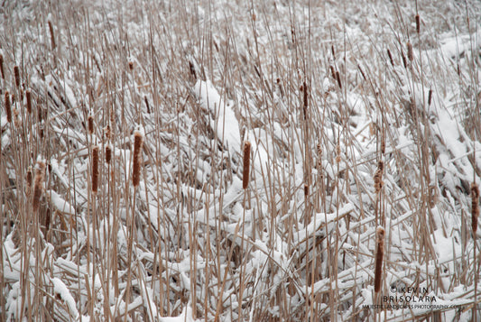 SNOW COVERED CATTAILS FROM A WETLAND PRAIRIE