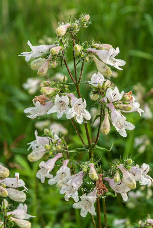 PENSTEMON WILDFLOWERS