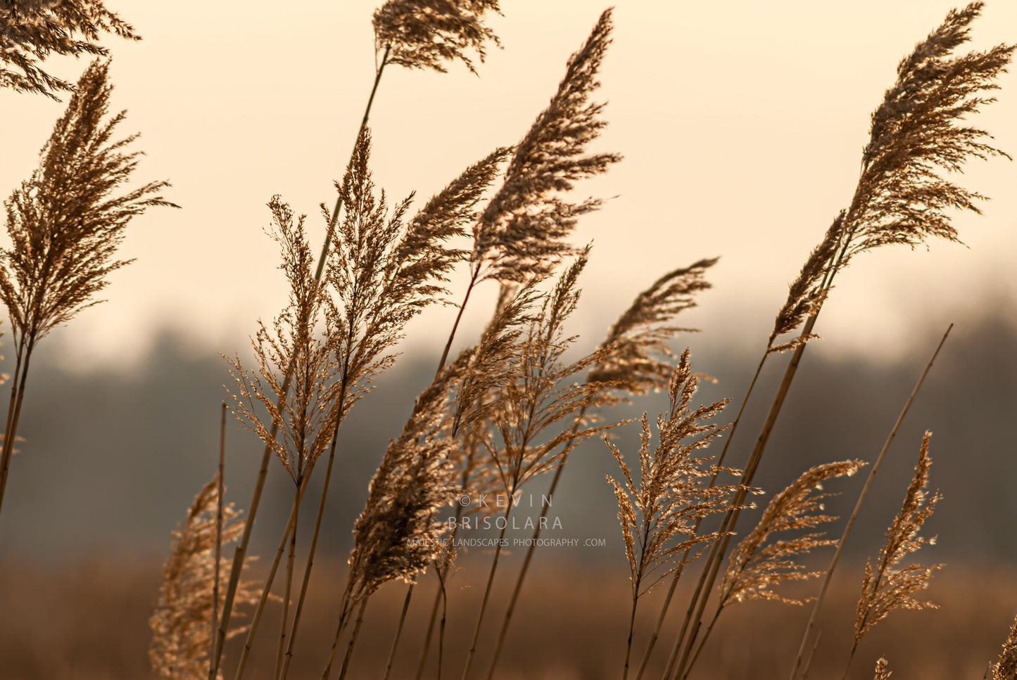 NOTE CARDS 397_70  GIANT REED, WILDFLOWER PARK