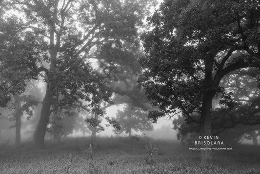 NOTE CARDS 519_71  MIST, OAK TREES, WILDFLOWER PARK