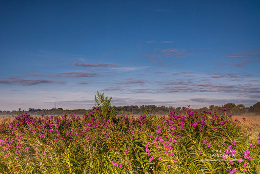 MORNING WILDFLOWERS OF IRONWEED