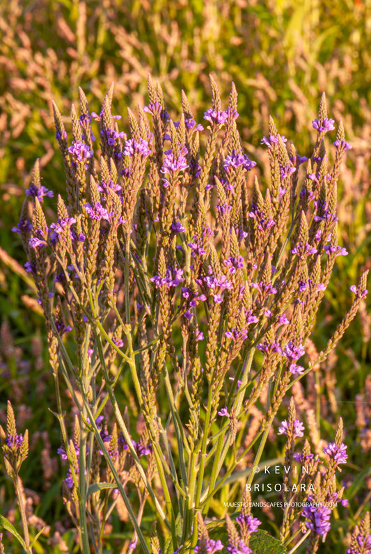 IN THE MORNING SUNLIGHT