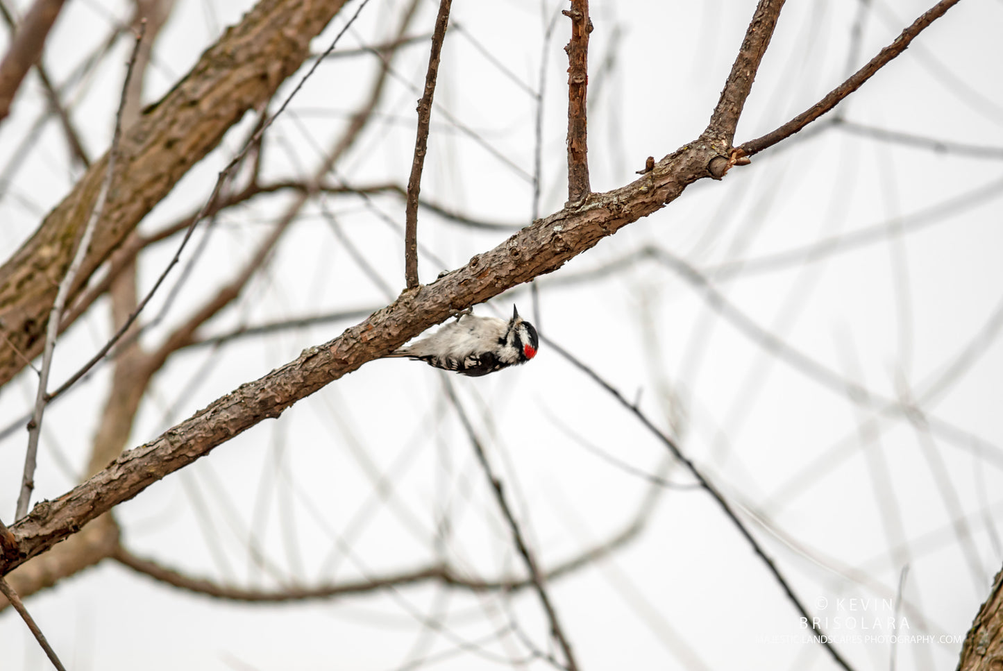 WATCHING THE WOODPECKERS