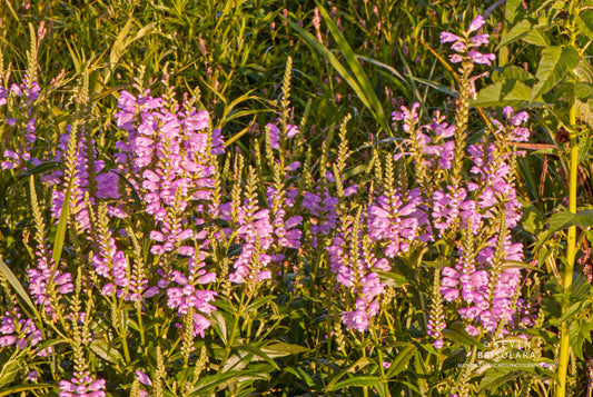 THE SUMMER FLOWERS OF THE PARK