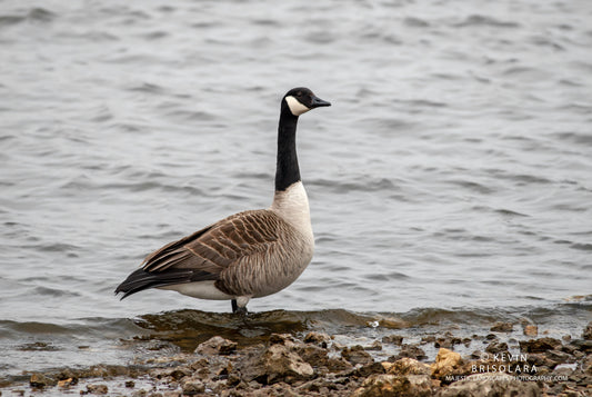 AT THE SHORELINE