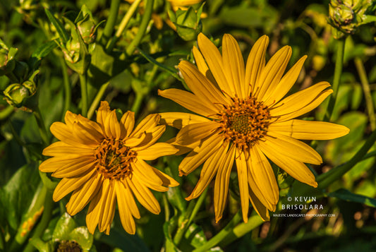 WILDFLOWER PARK CUP PLANTS