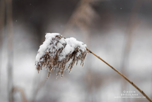 AN AFTERNOON SNOWFALL ON THE PRAIRIE