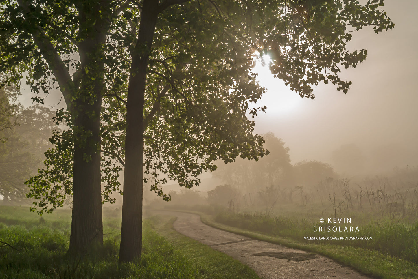 SUNRISE WITH COTTONWOOD TREES