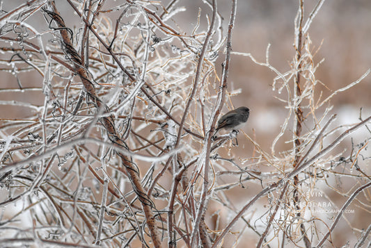 WINTER HABITAT OF THE JUNCO