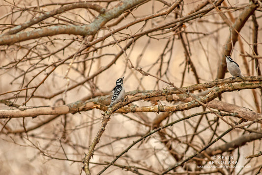 PAUSING A MOMENT FROM FORAGING IN THE FOREST