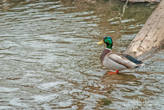 THE COLORFUL MALLARD