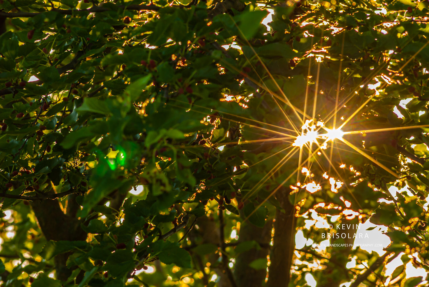 SHINING THROUGH THE MULBERRY TREE