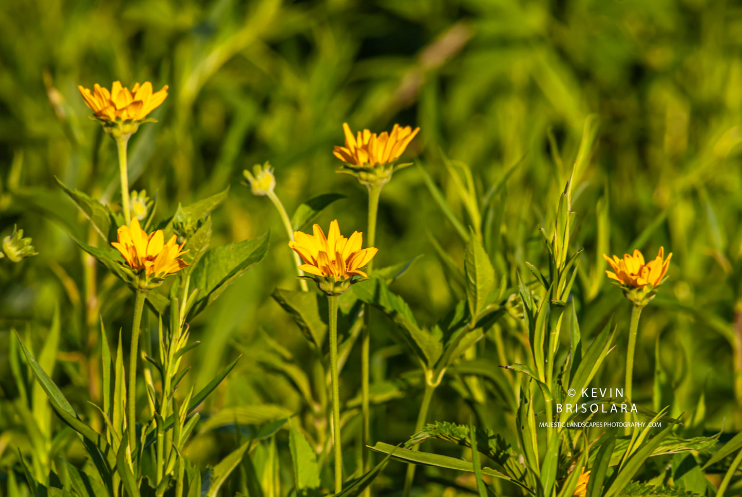 NOTE CARDS 452_121  FALSE SUNFLOWER