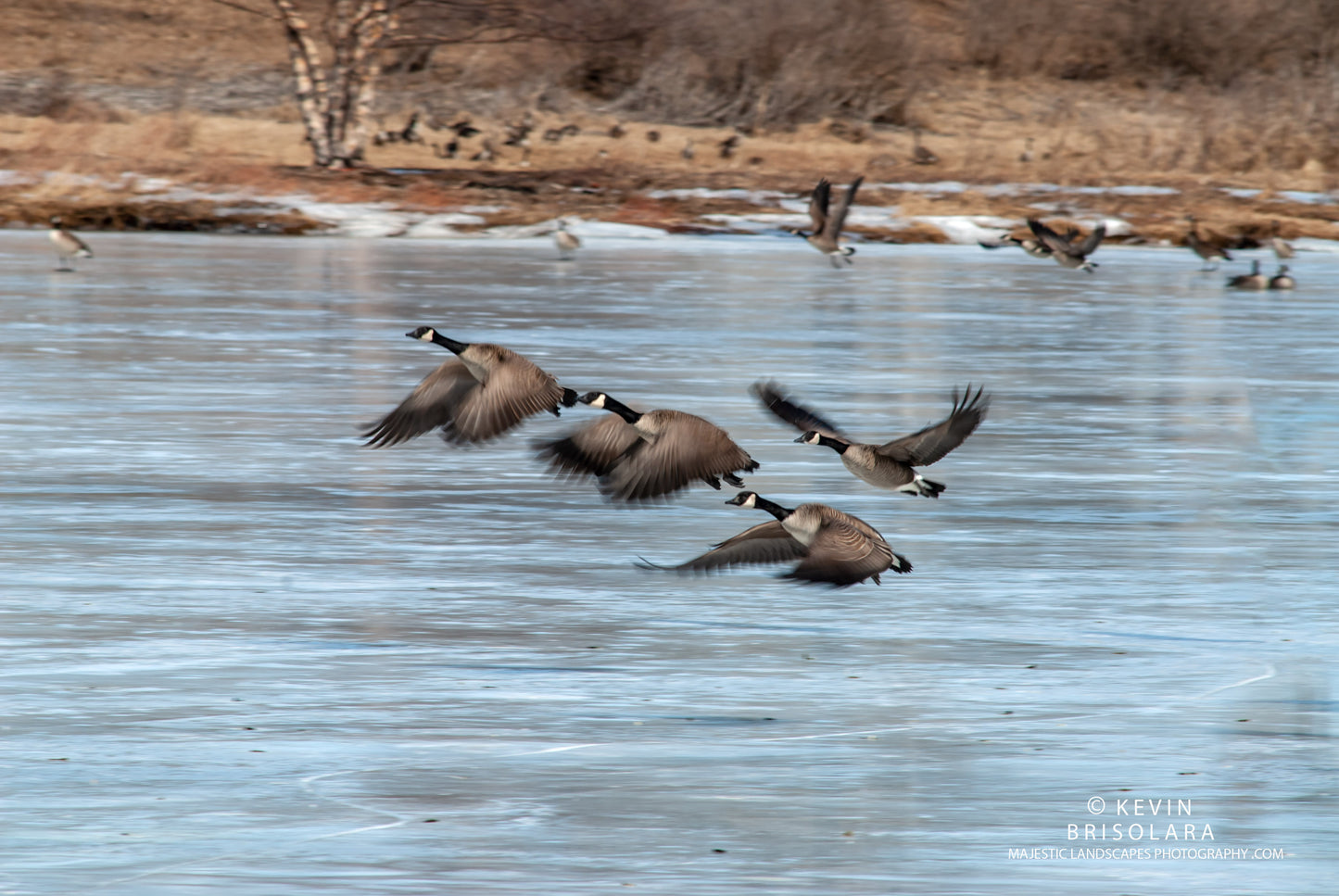 CONTINUING ON THEIR MIGRATION NORTH