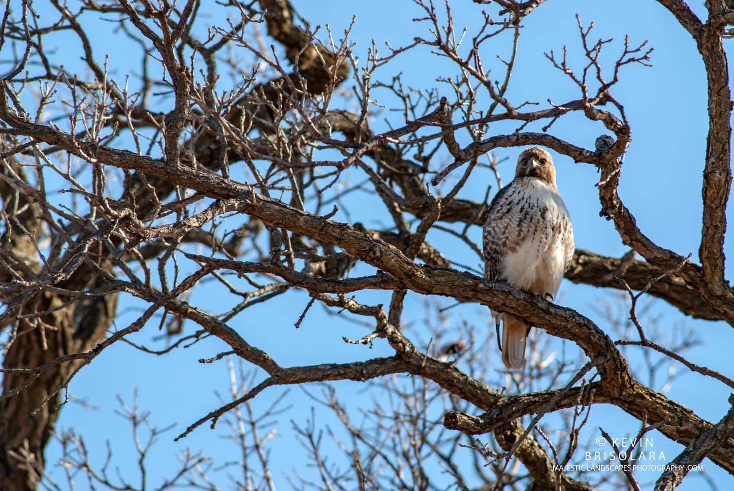 THE PARKS RED-TAILED HAWK