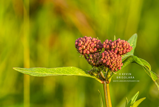 NOTE CARDS 454_124  SWAMP MILKWEED