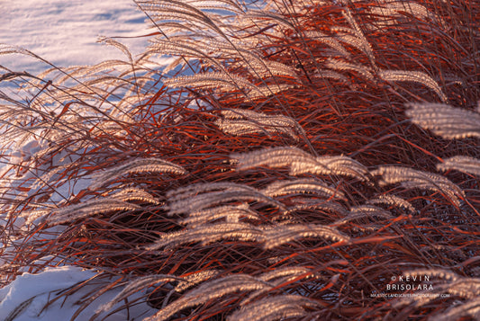 ILLUMINATING THE GRASSES