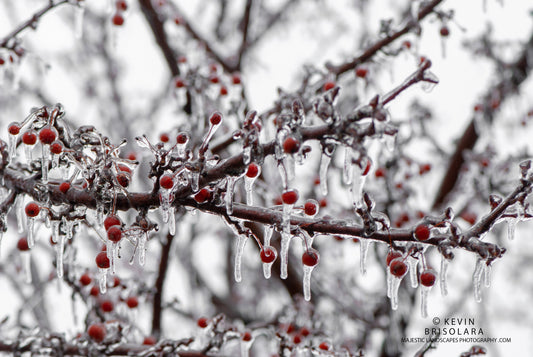 ITS ICE COLD IN THE PARK