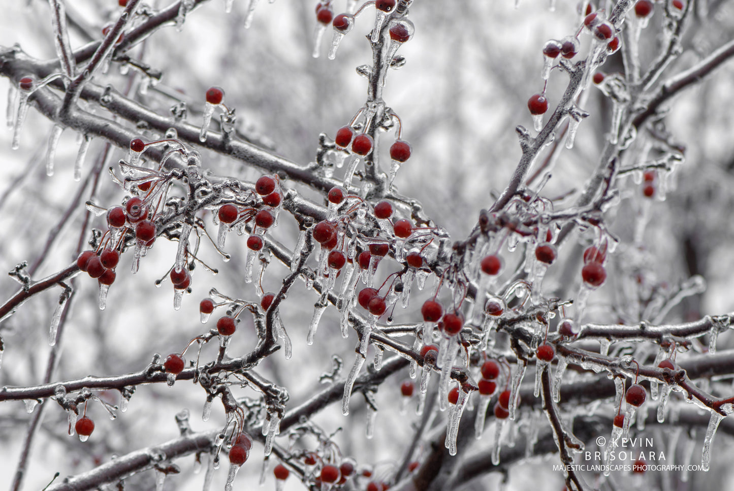 TREE OF ICE IN A FROZEN WORLD