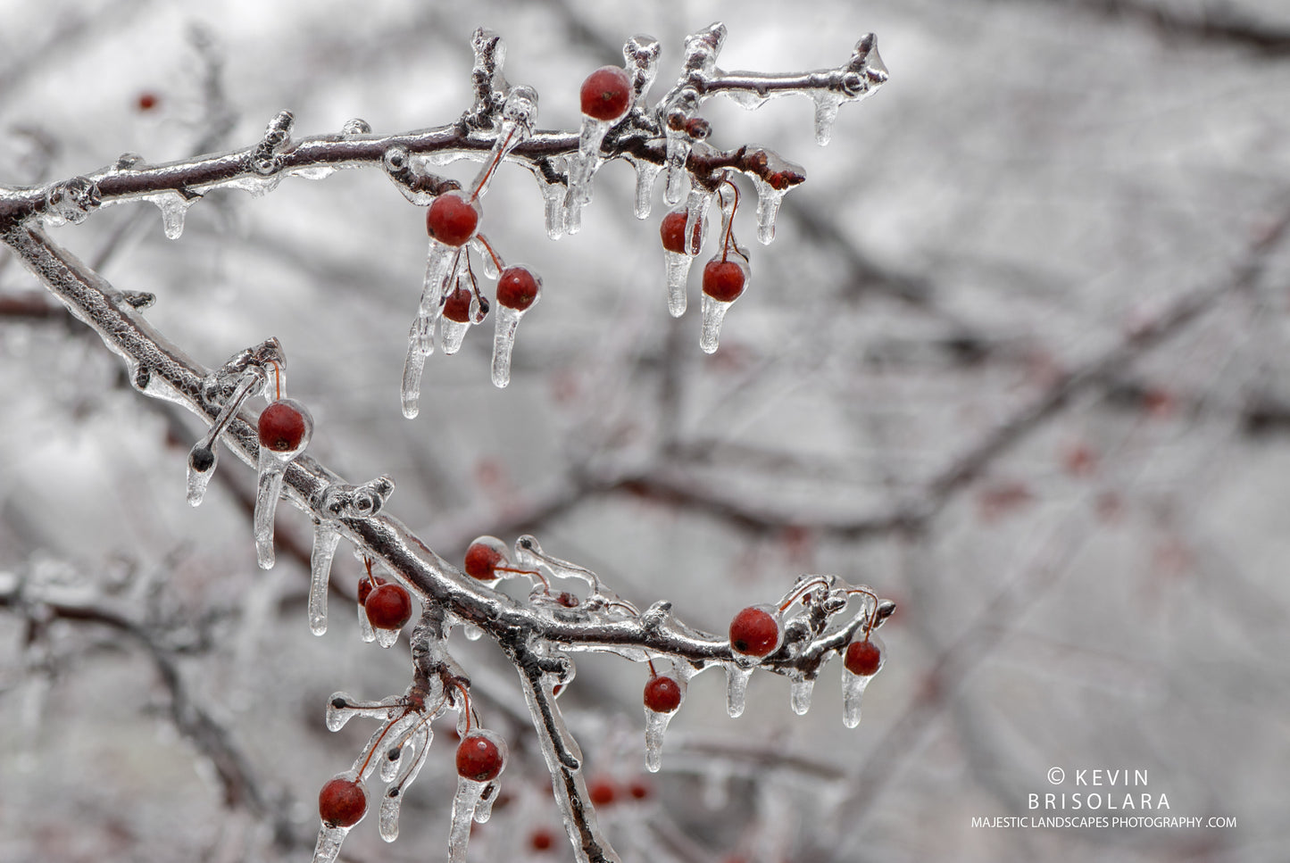 BRANCHES OF AN ICY WORLD