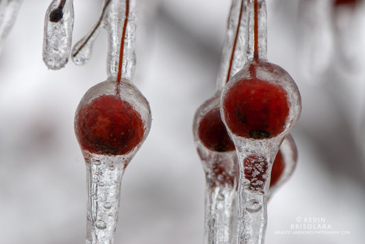 CRAB APPLES OF ICE
