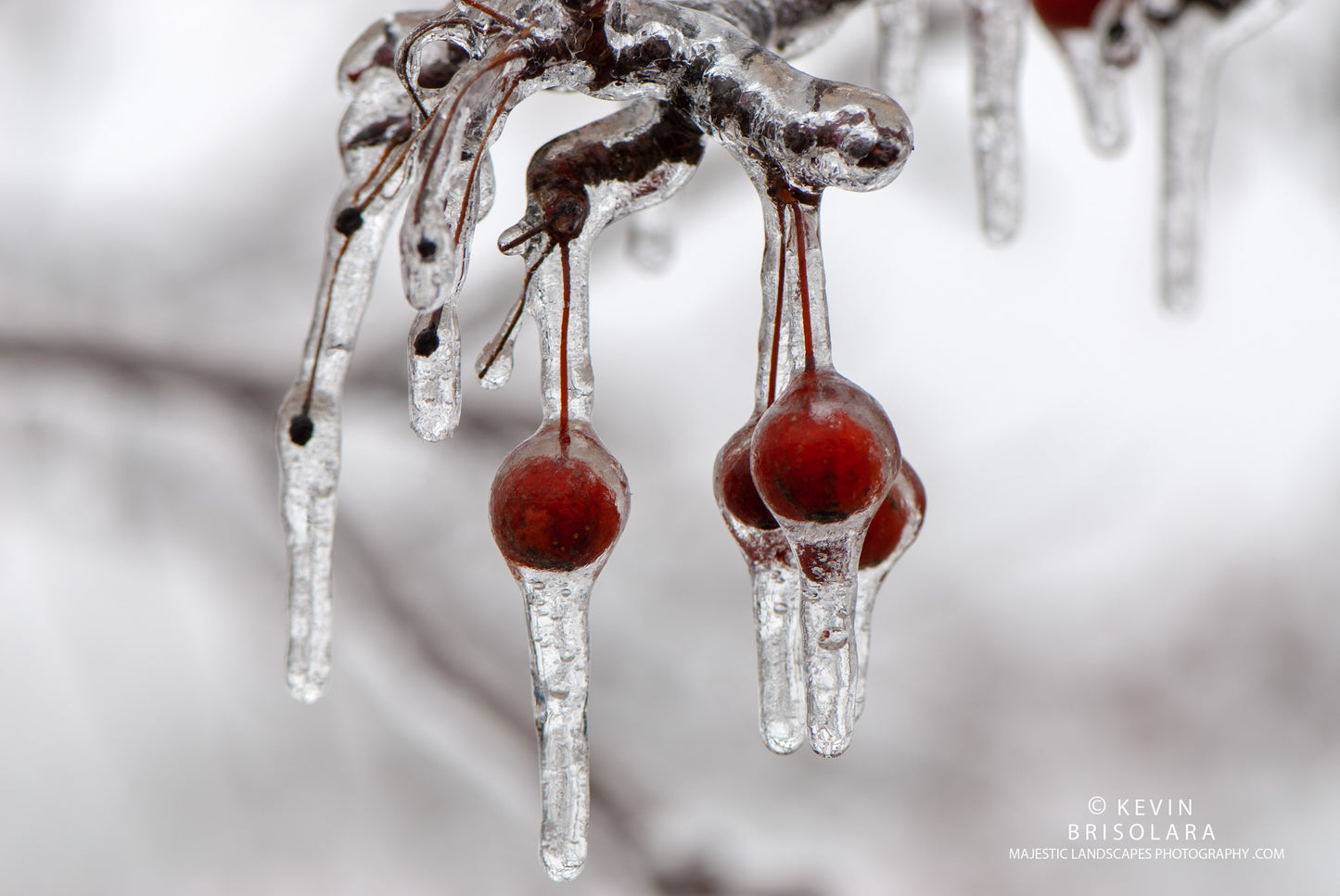 WINTER CRAB APPLES