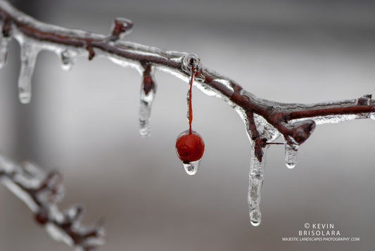 CRAB APPLE CANDY