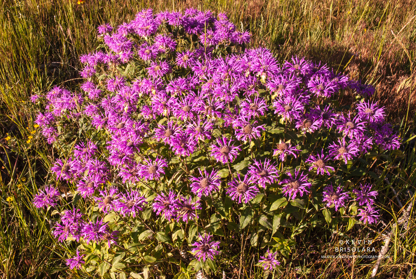 THE PARKS BERGAMOT FLOWERS