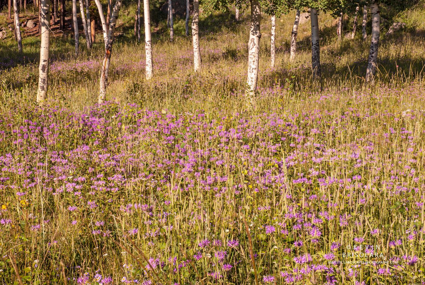 FIELDS OF WILDFLOWERS