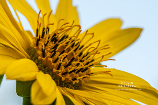 MAJESTIC FLOWER FROM THE CUP PLANT